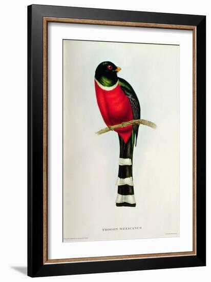 Trogon Mexicanus-John Gould-Framed Giclee Print