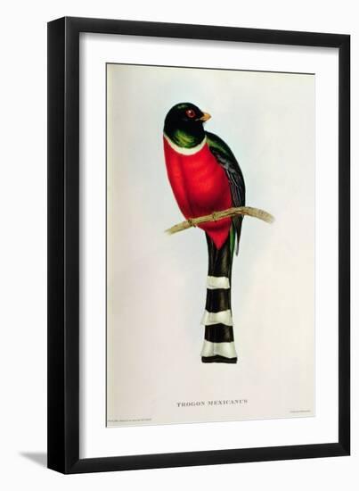 Trogon Mexicanus-John Gould-Framed Giclee Print