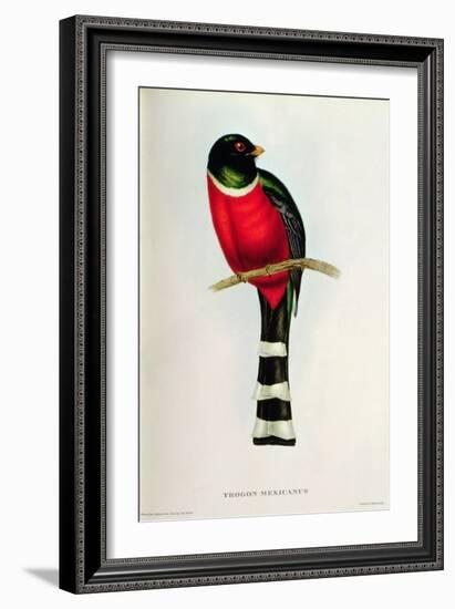 Trogon Mexicanus-John Gould-Framed Giclee Print