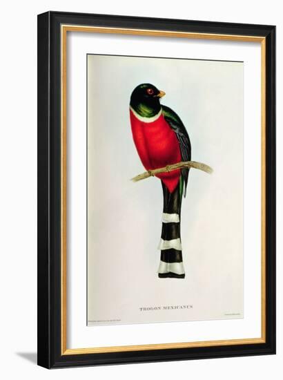 Trogon Mexicanus-John Gould-Framed Giclee Print