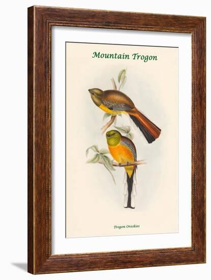 Trogon Oreskios - Mountain Trogon-John Gould-Framed Art Print