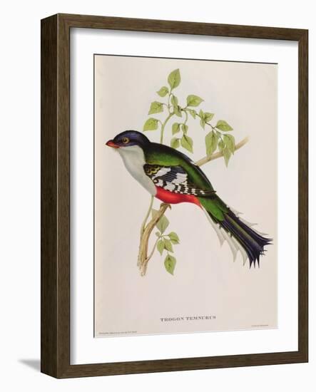 Trogon Temnurus from 'Tropical Birds', 19th Century-John Gould-Framed Giclee Print