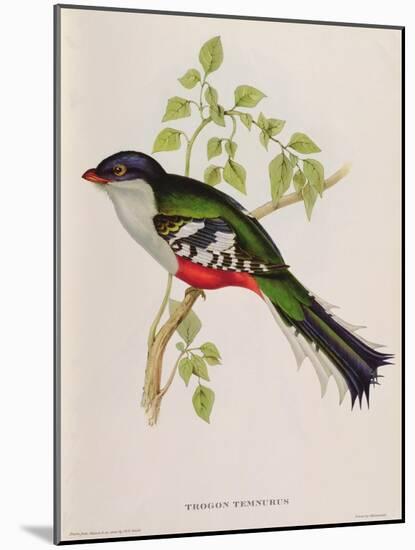 Trogon Temnurus from 'Tropical Birds', 19th Century-John Gould-Mounted Giclee Print