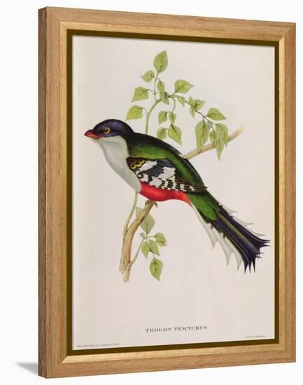 Trogon Temnurus from 'Tropical Birds', 19th Century-John Gould-Framed Premier Image Canvas