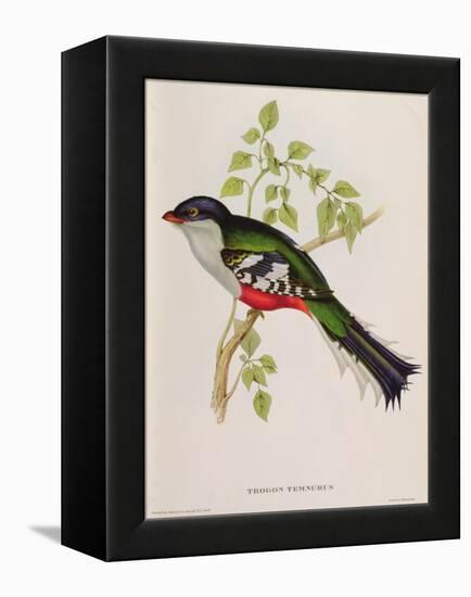 Trogon Temnurus from 'Tropical Birds', 19th Century-John Gould-Framed Premier Image Canvas