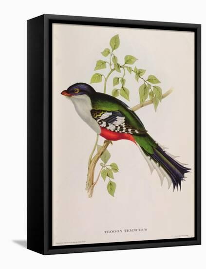 Trogon Temnurus from 'Tropical Birds', 19th Century-John Gould-Framed Premier Image Canvas