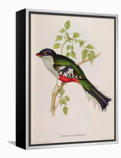 Trogon Temnurus from 'Tropical Birds', 19th Century-John Gould-Framed Premier Image Canvas