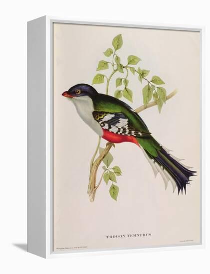 Trogon Temnurus from 'Tropical Birds', 19th Century-John Gould-Framed Premier Image Canvas