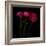 Trois Belles - Ranunculus-Magda Indigo-Framed Photographic Print