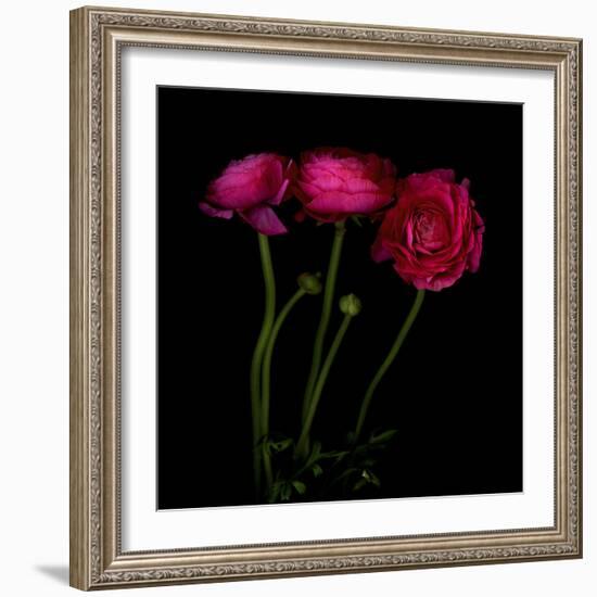 Trois Belles - Ranunculus-Magda Indigo-Framed Photographic Print