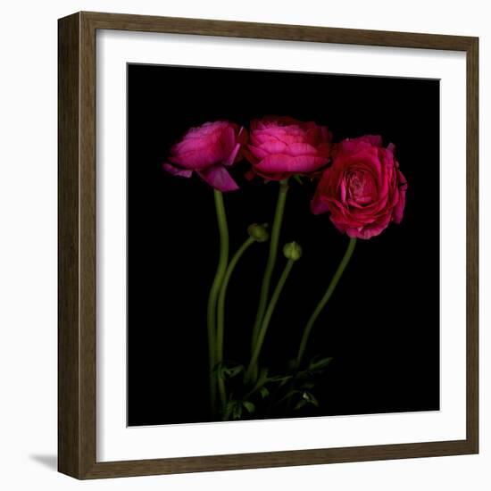 Trois Belles - Ranunculus-Magda Indigo-Framed Photographic Print