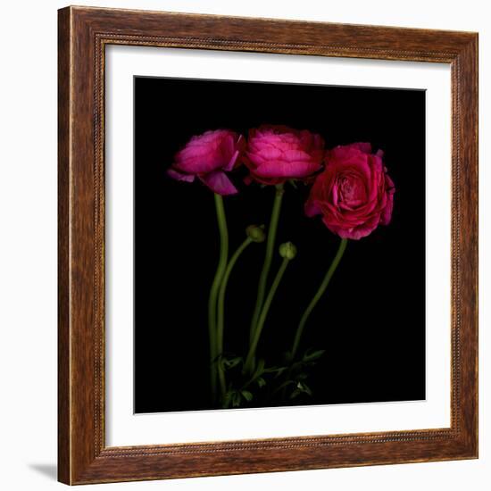 Trois Belles - Ranunculus-Magda Indigo-Framed Photographic Print