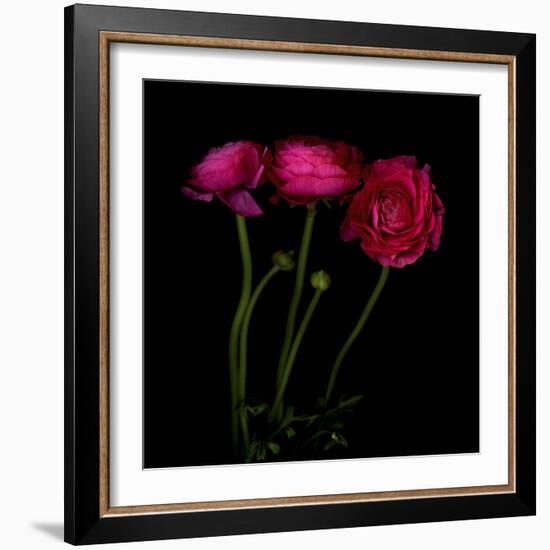 Trois Belles - Ranunculus-Magda Indigo-Framed Photographic Print