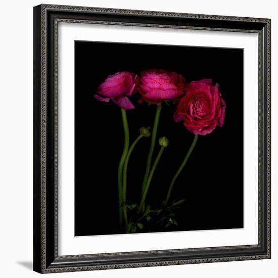 Trois Belles - Ranunculus-Magda Indigo-Framed Photographic Print