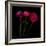 Trois Belles - Ranunculus-Magda Indigo-Framed Photographic Print