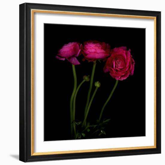 Trois Belles - Ranunculus-Magda Indigo-Framed Photographic Print