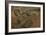 Trois paons-Pieter Boel-Framed Giclee Print