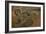 Trois paons-Pieter Boel-Framed Giclee Print