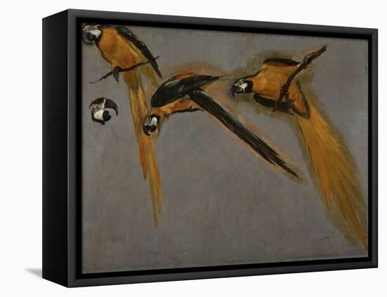 Trois perroquets aras et une tête-Pieter Boel-Framed Premier Image Canvas