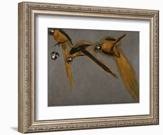 Trois perroquets aras et une tête-Pieter Boel-Framed Giclee Print