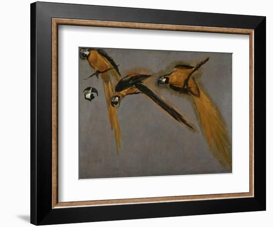 Trois perroquets aras et une tête-Pieter Boel-Framed Giclee Print