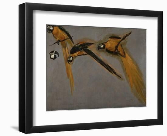 Trois perroquets aras et une tête-Pieter Boel-Framed Giclee Print