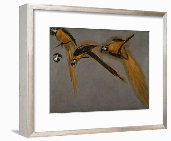 Trois perroquets aras et une tête-Pieter Boel-Framed Giclee Print