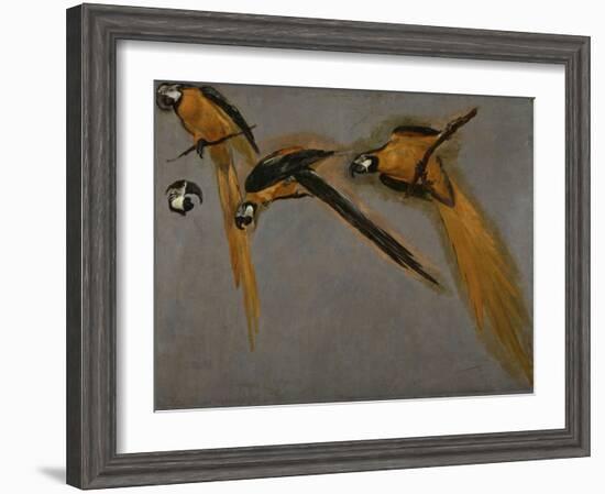 Trois perroquets aras et une tête-Pieter Boel-Framed Giclee Print