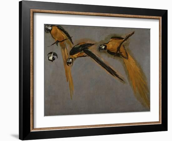 Trois perroquets aras et une tête-Pieter Boel-Framed Giclee Print