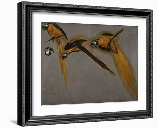 Trois perroquets aras et une tête-Pieter Boel-Framed Giclee Print