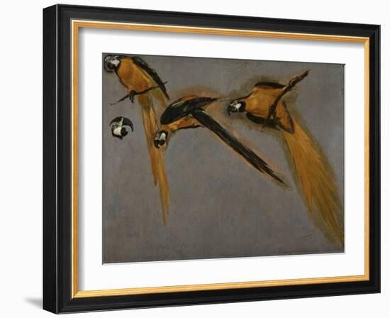 Trois perroquets aras et une tête-Pieter Boel-Framed Giclee Print