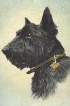 Scottish Terrier-Trolley Dodger-Giclee Print