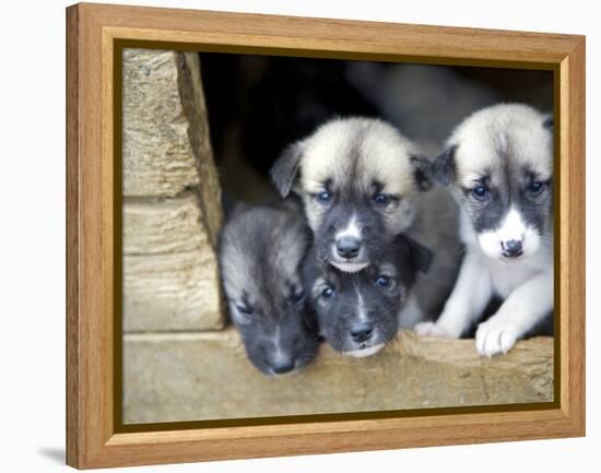 Troms, Tromso, Young Husky Puppies, Bred for a Dog Sledding Centre, Crowd Kennel Doorway , Norway-Mark Hannaford-Framed Premier Image Canvas