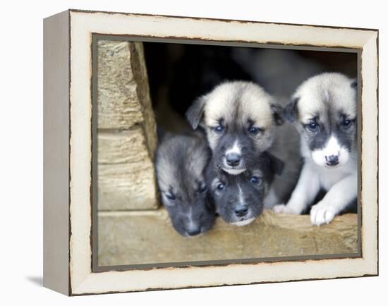 Troms, Tromso, Young Husky Puppies, Bred for a Dog Sledding Centre, Crowd Kennel Doorway , Norway-Mark Hannaford-Framed Premier Image Canvas