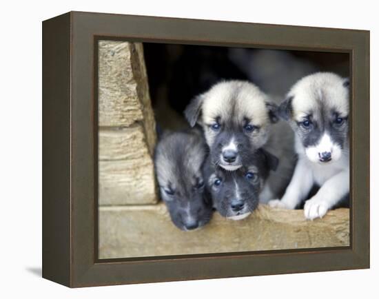 Troms, Tromso, Young Husky Puppies, Bred for a Dog Sledding Centre, Crowd Kennel Doorway , Norway-Mark Hannaford-Framed Premier Image Canvas
