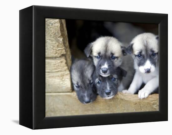 Troms, Tromso, Young Husky Puppies, Bred for a Dog Sledding Centre, Crowd Kennel Doorway , Norway-Mark Hannaford-Framed Premier Image Canvas