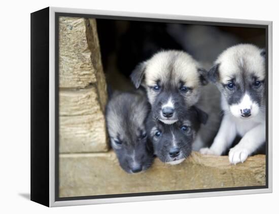 Troms, Tromso, Young Husky Puppies, Bred for a Dog Sledding Centre, Crowd Kennel Doorway , Norway-Mark Hannaford-Framed Premier Image Canvas