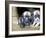 Troms, Tromso, Young Husky Puppies, Bred for a Dog Sledding Centre, Crowd Kennel Doorway , Norway-Mark Hannaford-Framed Photographic Print