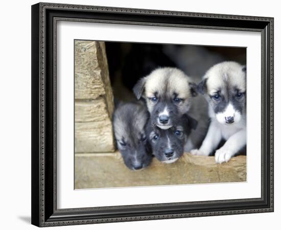 Troms, Tromso, Young Husky Puppies, Bred for a Dog Sledding Centre, Crowd Kennel Doorway , Norway-Mark Hannaford-Framed Photographic Print