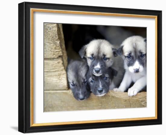 Troms, Tromso, Young Husky Puppies, Bred for a Dog Sledding Centre, Crowd Kennel Doorway , Norway-Mark Hannaford-Framed Photographic Print