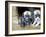Troms, Tromso, Young Husky Puppies, Bred for a Dog Sledding Centre, Crowd Kennel Doorway , Norway-Mark Hannaford-Framed Photographic Print
