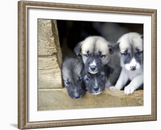 Troms, Tromso, Young Husky Puppies, Bred for a Dog Sledding Centre, Crowd Kennel Doorway , Norway-Mark Hannaford-Framed Photographic Print