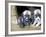 Troms, Tromso, Young Husky Puppies, Bred for a Dog Sledding Centre, Crowd Kennel Doorway , Norway-Mark Hannaford-Framed Photographic Print