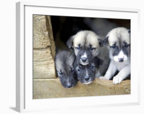 Troms, Tromso, Young Husky Puppies, Bred for a Dog Sledding Centre, Crowd Kennel Doorway , Norway-Mark Hannaford-Framed Photographic Print