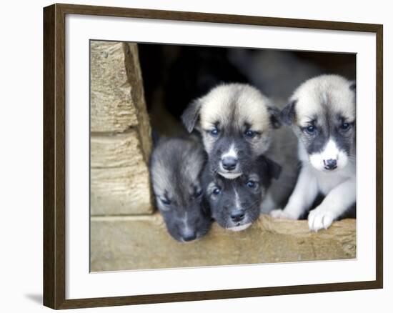 Troms, Tromso, Young Husky Puppies, Bred for a Dog Sledding Centre, Crowd Kennel Doorway , Norway-Mark Hannaford-Framed Photographic Print