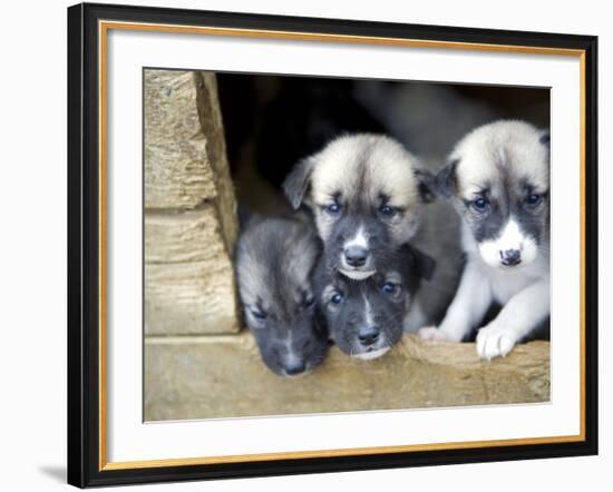 Troms, Tromso, Young Husky Puppies, Bred for a Dog Sledding Centre, Crowd Kennel Doorway , Norway-Mark Hannaford-Framed Photographic Print