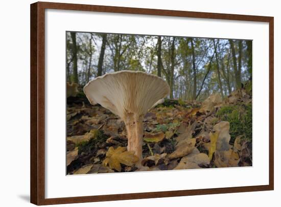 Trooping Funnel (Monk's Head Mushroom) (Clitocybe) (Infundibulicybe Geotropa)-Nick Upton-Framed Photographic Print