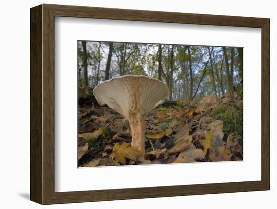 Trooping Funnel (Monk's Head Mushroom) (Clitocybe) (Infundibulicybe Geotropa)-Nick Upton-Framed Photographic Print