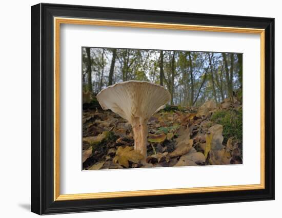 Trooping Funnel (Monk's Head Mushroom) (Clitocybe) (Infundibulicybe Geotropa)-Nick Upton-Framed Photographic Print