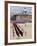 Trooping the Colour, Horseguards Parade, London, England, United Kingdom-Hans Peter Merten-Framed Photographic Print